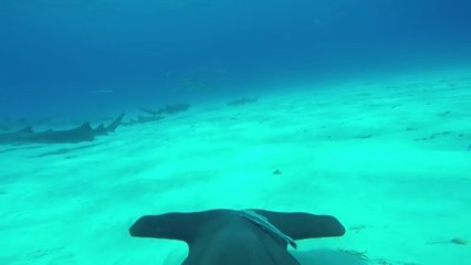 Faites un tour sur le dos d'un requin-marteau équipé d'une caméra