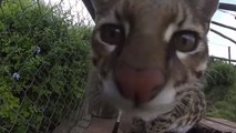 Découvrez les réactions hilarantes d'animaux qui se retrouvent face à une caméra
