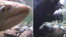 Quelle est cette étrange créature filmée en train de dévorer un saumon ?