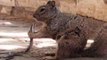 L'incroyable repas de cet écureuil surprend les internautes