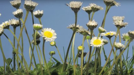 Contemplez la croissance des marguerites avec ce splendide time-lapse
