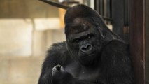 Shabani, le gorille très photogénique qui affole les visiteurs d'un zoo japonais