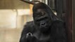 Shabani, le gorille très photogénique qui affole les visiteurs d'un zoo japonais