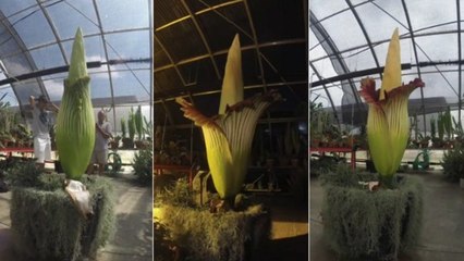 La rarissime floraison d'un "pénis de Titan" filmée en accéléré
