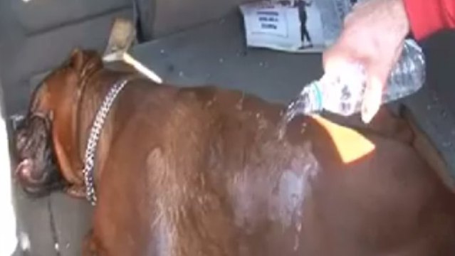 Voilà pourquoi il ne faut jamais laisser un animal dans une voiture au soleil