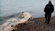 Une créature très étrange découverte sur une plage en Russie