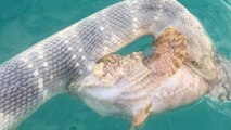 Un pêcheur surprend un combat épique entre un serpent de mer et un poisson