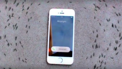 La vidéo des fourmis qui tournent autour d'un portable est-elle un fake ?