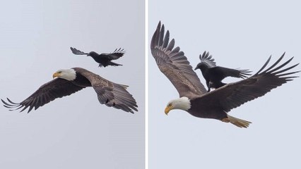 Quand un corbeau se pose sur le dos d'un aigle à tête blanche en plein vol