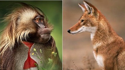 Babouins et loups, une étonnante cohabitation observée en Ethiopie