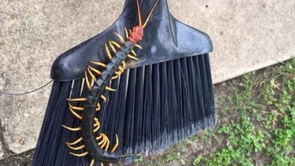 Une monstrueuse scolopendre photographiée au Texas terrorise Internet