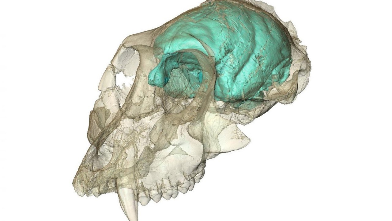 Un crâne de singe datant de 15 millions d'années révèle un cerveau petit mais complexe