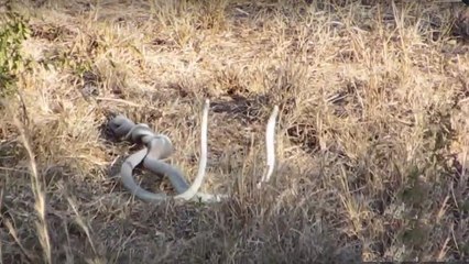 Deux mambas noirs surpris en plein combat dans le parc Kruger