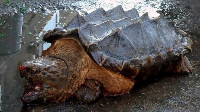 Une étrange tortue dinosaure retrouvée près d’un fleuve en Russie