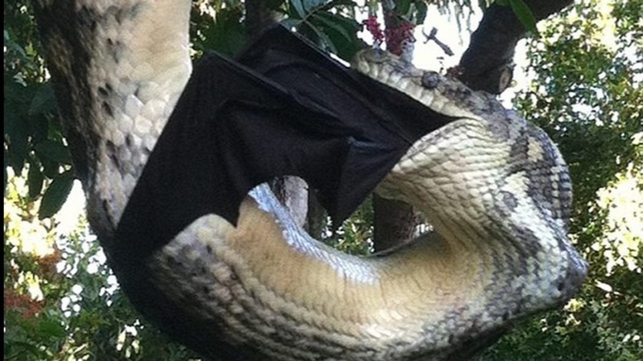 Ils ont surpris l'étrange repas d'un python géant