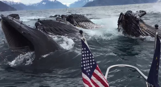 Deux pêcheurs se retrouvent face à un incroyable banc de baleines à bosses !
