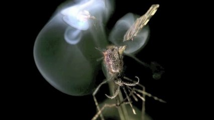 Cet incroyable laser est le moyen le plus cool pour se débarrasser des moustiques