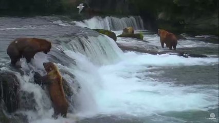 Quand deux ours bruns se battent pour attraper le même poisson