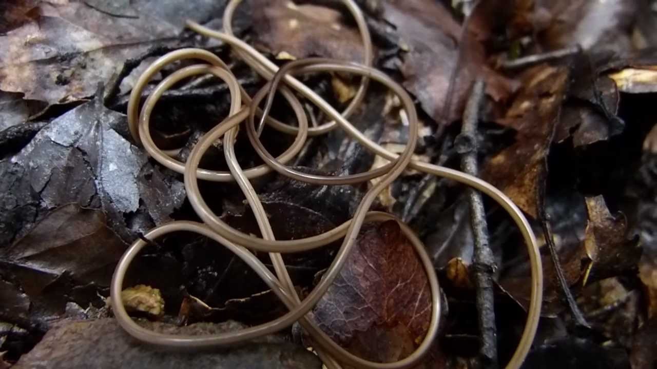 Nématomorpha : ces étranges créatures filmées à Taïwan sont plus dangereuses que vous ne pensez