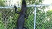 Un alligator surpris escaladant une clôture en Floride