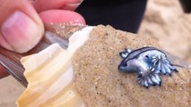 Une étonnante créature marine découverte sur une plage australienne