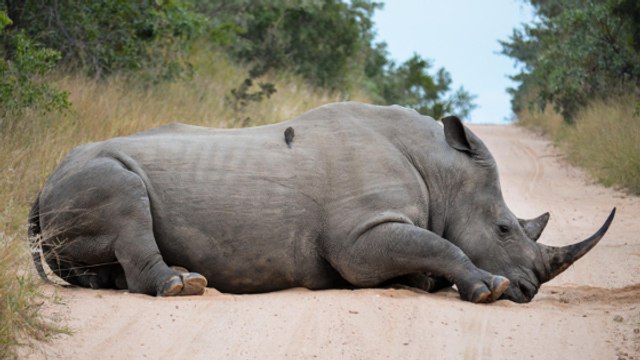 Rhino-Cam, l'ingénieuse idée d'un scientifique pour sauver les rhinocéros du braconnage