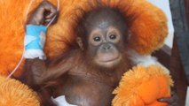 Le fantastique combat mené pour sauver Udin, un orang-outan qui avait perdu l'envie de vivre