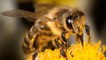 Comment les abeilles vaccinent naturellement leurs petits ? Un mystère enfin percé
