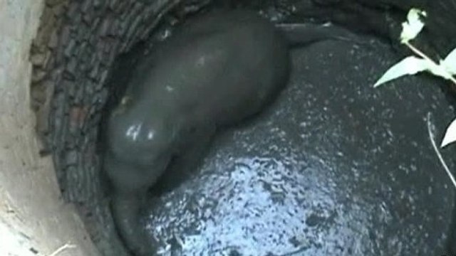 Revivez le fantastique sauvetage d'un éléphanteau piégé dans un puits en Inde
