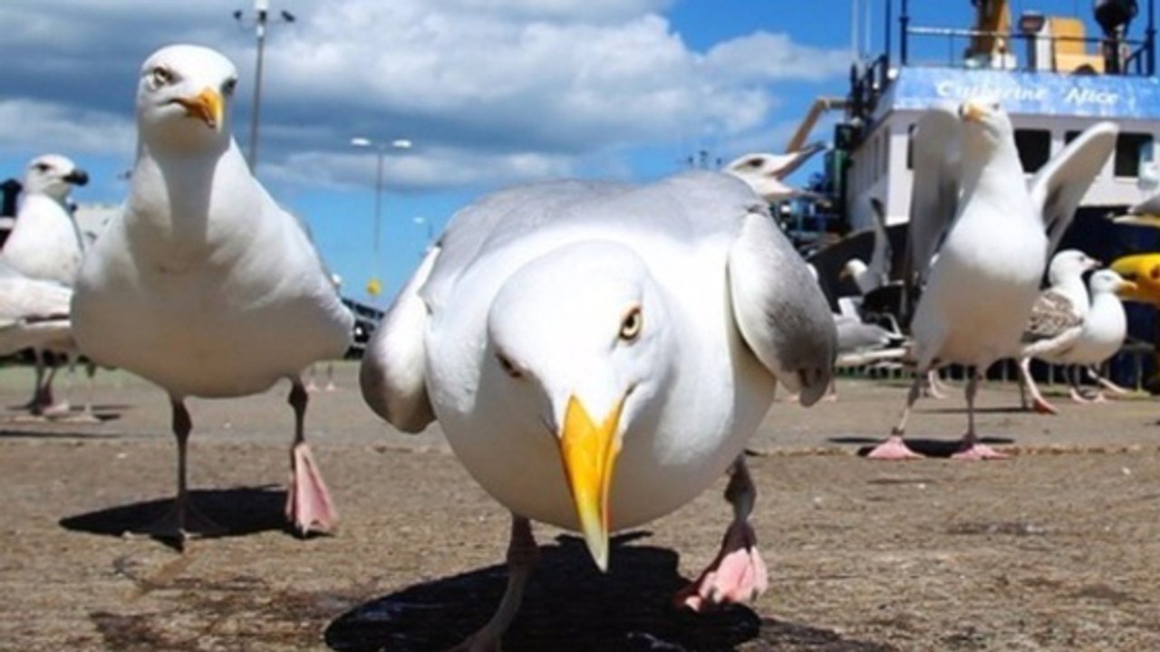 Les goélands, ces dangereux prédateurs qui sèment la panique en Grande-Bretagne