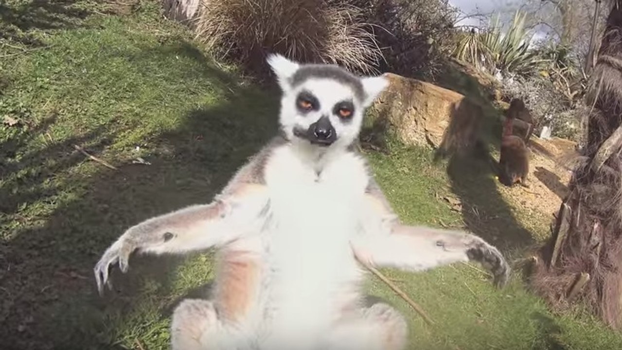 Découvrez le monde à travers les yeux d’animaux du zoo