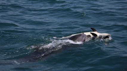 L'émouvante réaction d'un dauphin face à la mort d'un petit