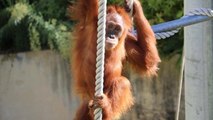 Quand un orang-outan s’évade de son enclos dans un zoo australien
