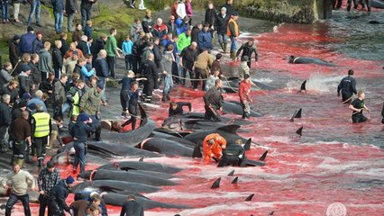 Iles Féroé : le massacre de plus de 250 dauphins dénoncé par Sea Shepherd