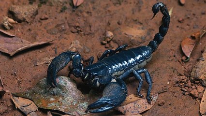L'étonnant comportement maternel d'un scorpion asiatique