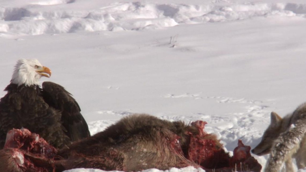 Quand un coyote vient voler le repas de pygargues à tête blanche