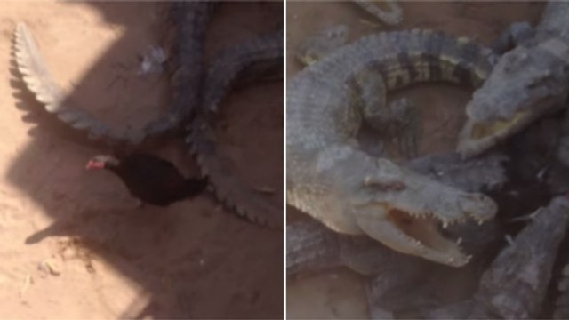 Quand une poule se retrouve dans l'enclos de terribles crocodiles