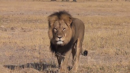 Cecil, le célèbre lion du Zimbabwe tué par un chasseur pour 50.000 euros