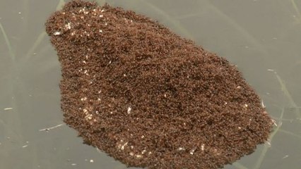 Un étonnant radeau de fourmis de feu filmé en Caroline du Sud