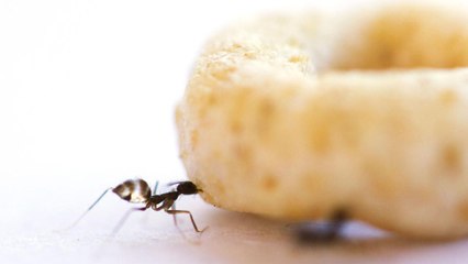 Le secret de l'incroyable force des fourmis enfin dévoilé