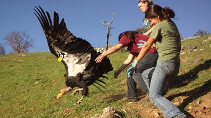 Pourquoi réintroduire des animaux captifs dans la nature n'est pas si simple
