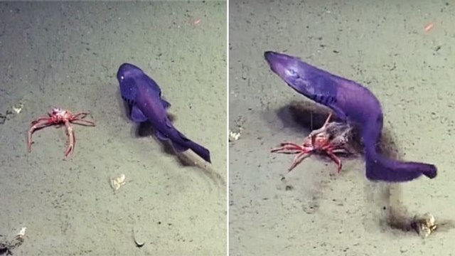 Quand un petit requin trop curieux se fait brutaliser par un crabe