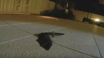 Une chauve-souris vole au secours de son petit découvert perdu sur un parking