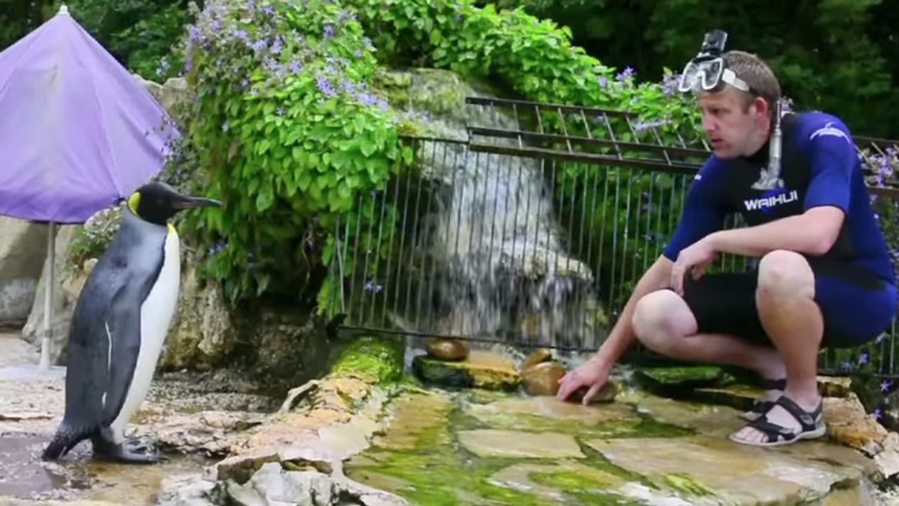 Quand un homme apprend à nager à un manchot qui a peur de l'eau