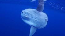 Le poisson-lune, l'une des créatures marines les plus bizarres au monde