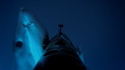 Shark Attack : partez à la rencontre des requins blancs et de Deep Blue, l'un des plus grands jamais observés