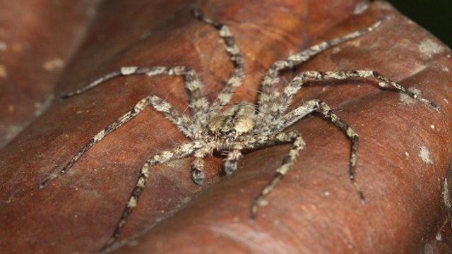 Une araignée capable de voler parmi les arbres découverte en pleine forêt tropicale