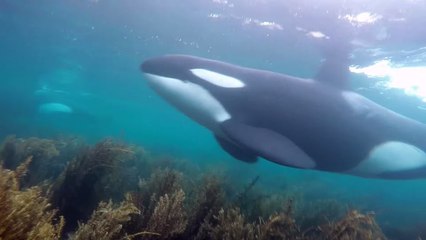 Ces plongeurs ont vécu une fantastique rencontre avec des orques curieuses