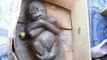La triste histoire de Gito, un petit orang-outan laissé pour mort à Bornéo