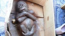 La triste histoire de Gito, un petit orang-outan laissé pour mort à Bornéo